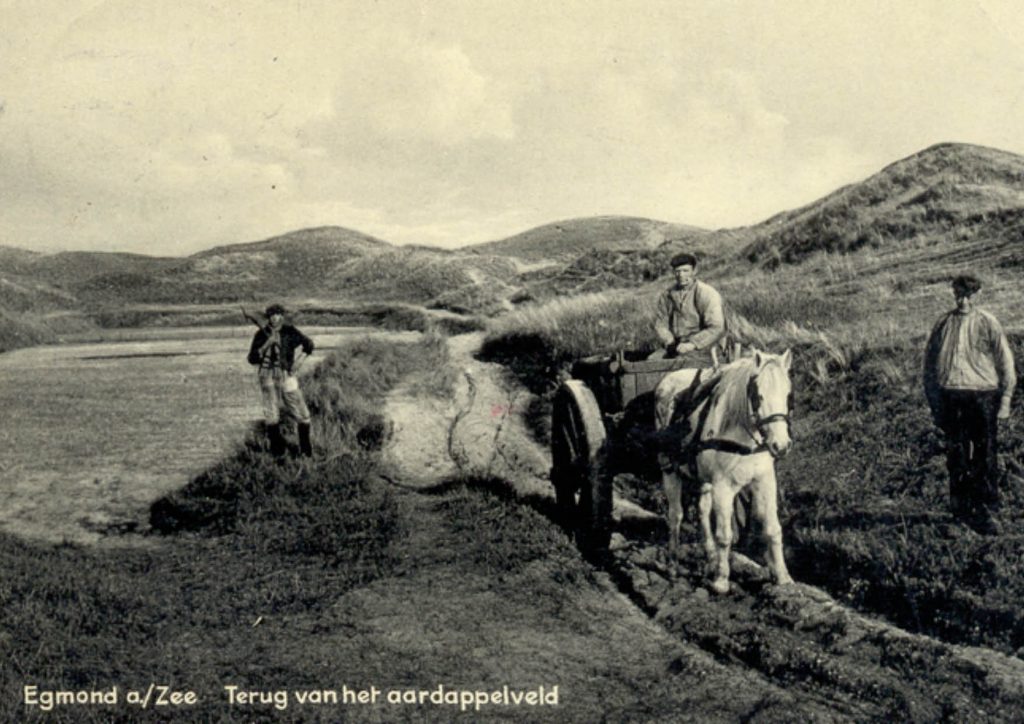 Terug van het aardappelveld